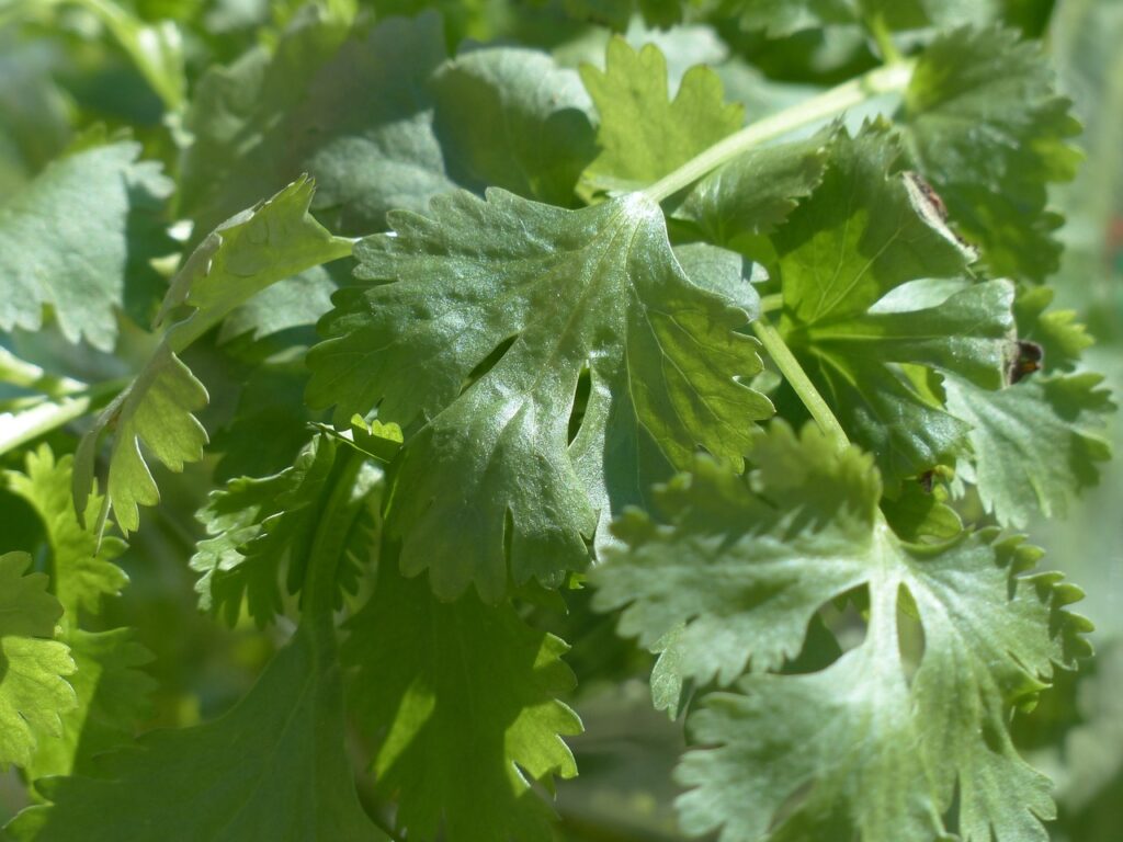 coriander leaves 1