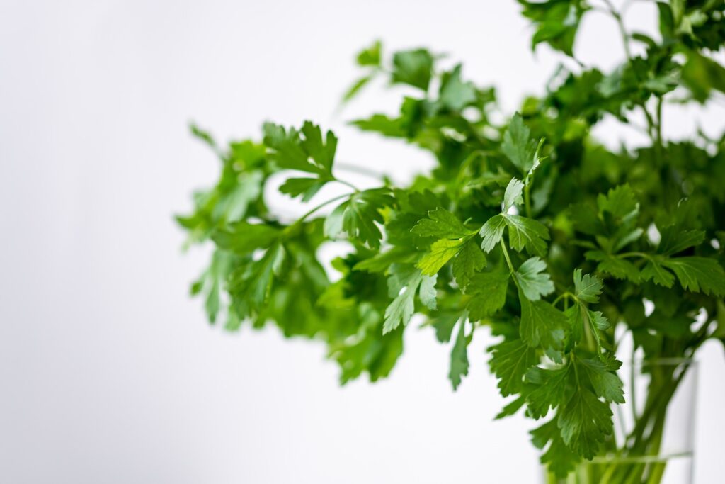 coriander leaves