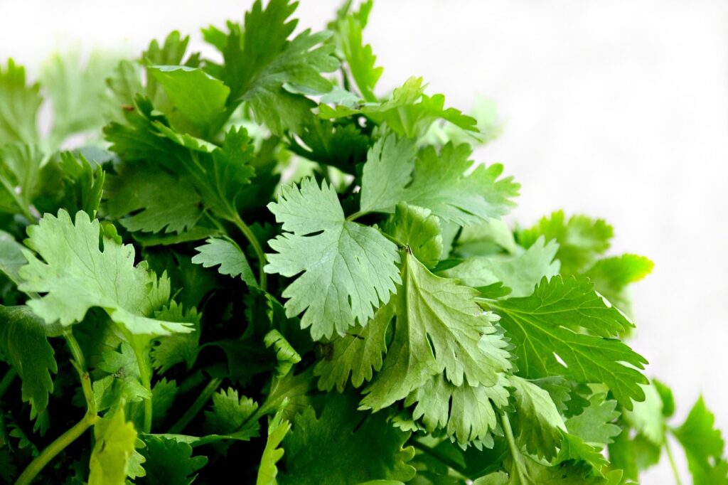 coriander leaves